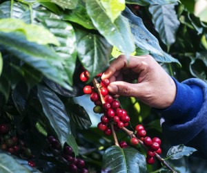 Atraso em colheita impacta exportações do café