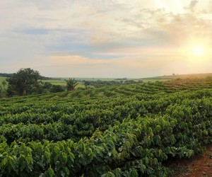 Contratações de crédito rural superaram em R$ 42,19 bilhões