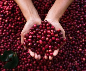 Cafeicultores já podem acessar financiamentos do Funcafé