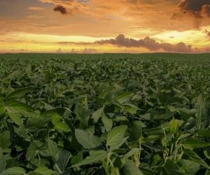 Juiz de Goiás reconhece abusividade de juros cobrados em Cédula de Crédito Rural e limita percentual em 12%