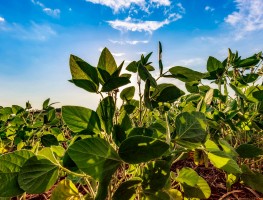 Preços dos fertilizantes melhoram para produtor brasileiro